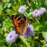 Schmetterling auf Kugelblume